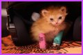 Tater Tot Kitten Died: How Tater Tot’s Heartwarming Life Ended